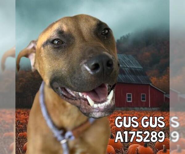 Medium Photo #2 American Pit Bull Terrier Puppy For Sale in Tulsa, OK, USA