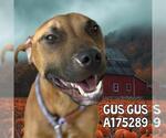 Small #1 American Pit Bull Terrier