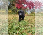 Small Photo #2 German Shepherd Dog Puppy For Sale in PRATTSBURGH, NY, USA