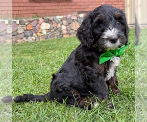 Bernedoodle (Miniature) Puppy for sale in ROY, UT, USA