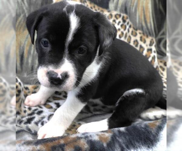 Medium Photo #1 Labrador Retriever-Unknown Mix Puppy For Sale in Thief River Falls, MN, USA