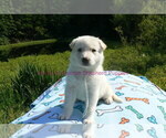 Small #11 German Shepherd Dog