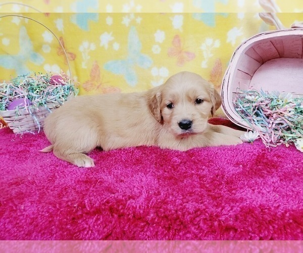 Medium Photo #5 Golden Retriever Puppy For Sale in COLORADO SPRINGS, CO, USA