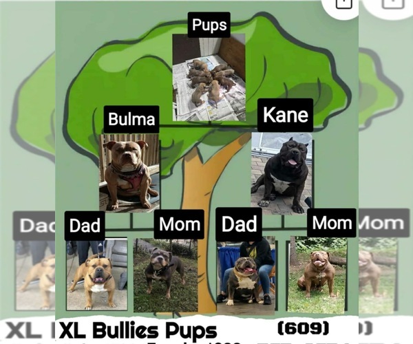 Medium Photo #6 American Bully Puppy For Sale in TRENTON, NJ, USA