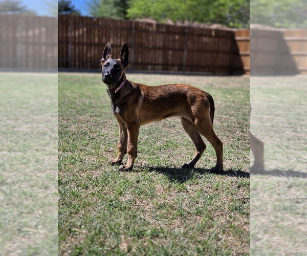 Medium Photo #7 Mutt Puppy For Sale in Imlay City, MI, USA