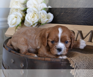 Cavalier King Charles Spaniel Litter for sale in GREENWOOD, WI, USA