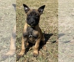 Puppy 2 Belgian Malinois