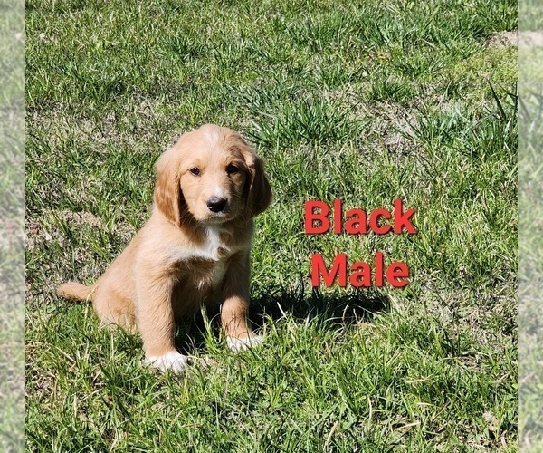 Medium Photo #23 Goldendoodle Puppy For Sale in CLARKSVILLE, TX, USA