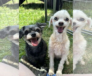 Maltese Dogs for adoption in Matawan, NJ, USA