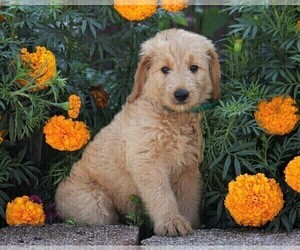 Goldendoodle Puppy for sale in FREDERICKSBG, OH, USA
