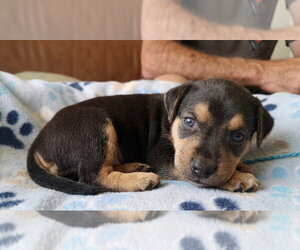 Jay Lo - Female Labrador Retriever-Unknown Mix Dog for Adoption - Photo #3