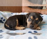 Small Photo #3 Labrador Retriever-Unknown Mix Puppy For Sale in Grovertown, IN, USA