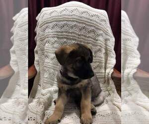 German Shepherd Dog Puppy for sale in MANCHESTER, NH, USA