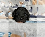 Small Photo #3 Poodle (Miniature) Puppy For Sale in SEDALIA, MO, USA