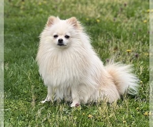Mother of the Pomeranian puppies born on 04/02/2023