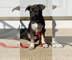 German Shepherd Dog-Unknown Mix Dogs for adoption in pomfret, CT, USA