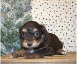 Small Photo #25 Aussiedoodle Miniature  Puppy For Sale in NEWBERRY, IN, USA