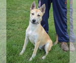 Small #5 Carolina Dog-Huskies  Mix