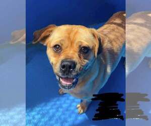 Bulldog-Labrador Retriever Mix Dogs for adoption in Calgary, Alberta, Canada