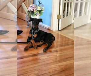 Doberman Pinscher Puppy for sale in Warrensville hts, OH, USA