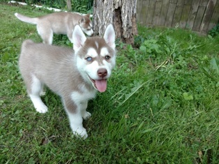 Siberian Husky Puppy for sale in CHARLESTON, IL, USA