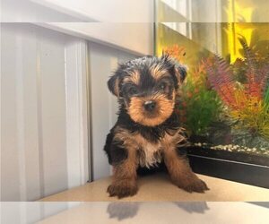 Yorkshire Terrier Puppy for sale in ORLANDO, FL, USA
