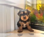 Small Yorkshire Terrier