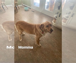 Mother of the Golden Retriever puppies born on 06/13/2025