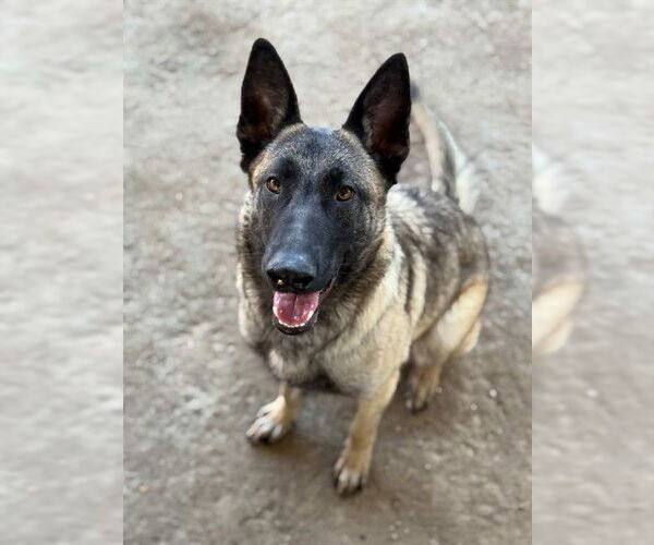 Medium Photo #2 Mutt Puppy For Sale in Riverside, CA, USA