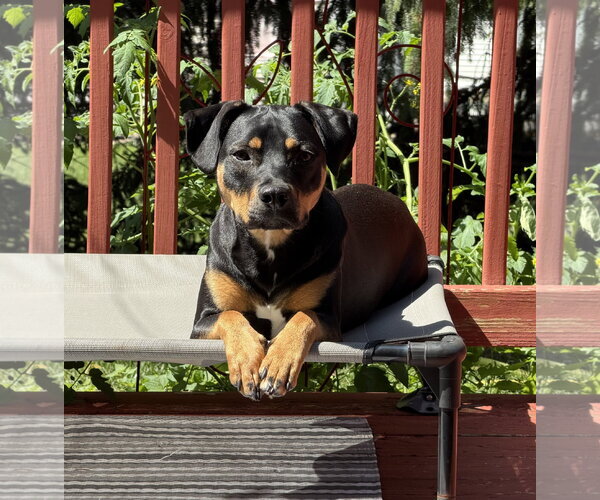Medium Photo #6 Mutt Puppy For Sale in Doylestown, PA, USA