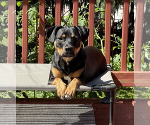 Lola - Female Mutt Dog for Adoption - Photo #6