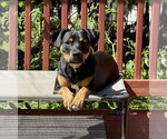Small #5 Mutt