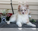 Puppy Ike Pomeranian