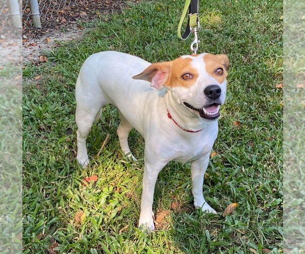Medium Photo #4 Beagle-Unknown Mix Puppy For Sale in Canton, CT, USA