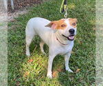 Small #3 Beagle Mix