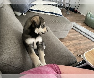Siberian Husky Puppy for sale in FORT WORTH, TX, USA