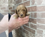 Small Photo #8 Goldendoodle Puppy For Sale in JENKS, OK, USA
