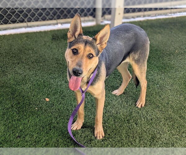 Medium Photo #2 German Shepherd Dog-Unknown Mix Puppy For Sale in Corona, CA, USA