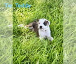Small #3 Boxer