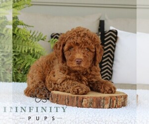 Goldendoodle (Miniature) Puppy for sale in NARVON, PA, USA