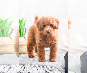 Poodle (Toy) Puppy for sale in SYRACUSE, IN, USA