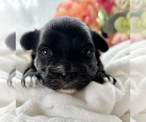 Medium Photo #7 Morkie Puppy For Sale in ROCK STREAM, NY, USA