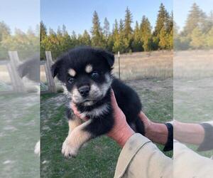 Rottweiler-Siberian Husky Mix Puppy for sale in GARWOOD, ID, USA