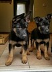 Small Photo #11 German Shepherd Dog Puppy For Sale in ATTLEBORO, MA, USA