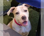 Small American Pit Bull Terrier Mix