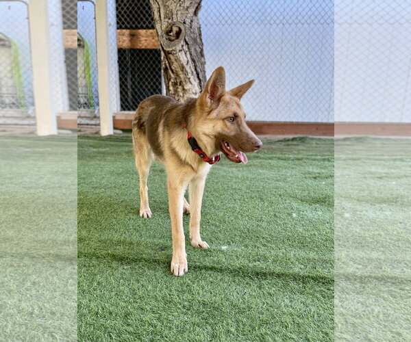 Medium Photo #2 German Shepherd Dog Puppy For Sale in San Diego, CA, USA
