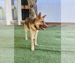 Small #1 German Shepherd Dog