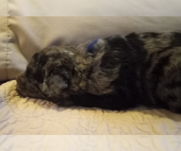 Medium Photo #7 Labradoodle Puppy For Sale in JEFFERSONTOWN, KY, USA