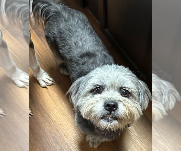 Medium Photo #3 Lhasa Apso-Unknown Mix Puppy For Sale in Claremore, OK, USA