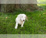 Small Photo #16 Dachshund Puppy For Sale in BREMEN, IN, USA